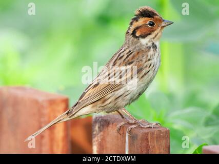 little bunting (Emberiza pusilla), perched on a low wooden fench. With erected crest, China, Hebei, Happy Island Stock Photo