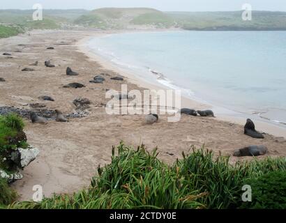 Hooker's sea lion, New Zealand sea lion, Auckland sea lion (Phocarctos hookeri), resting on shore of the beach Enderby Island, New Zealand, Auckland Stock Photo