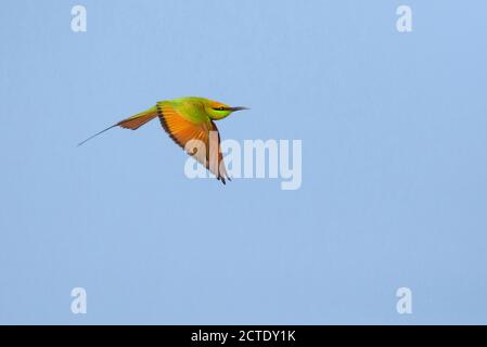 Little green bee eater (Merops orientalis, Merops orientalis orientalis), in flight, India Stock Photo