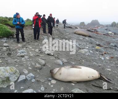 southern elephant seal (Mirounga leonina), Ecotourists watching an immature Southern Elephant Seal, Australia, Tasmania, Macquarie Island Stock Photo