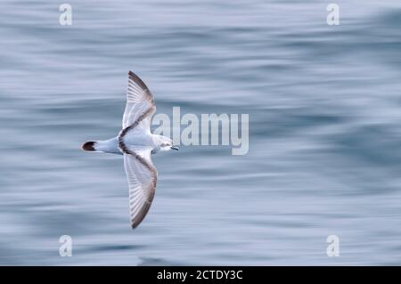 Thick-billed prion, Fulmar Prion (Pachyptila crassirostris), in flight over the sea, New Zealand, Antipodes Islands Stock Photo