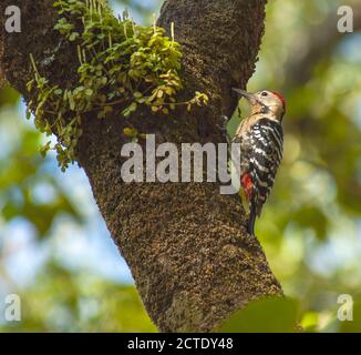 Fulvous-breasted Woodpecker (Dendrocopos macei macei), foraging in a tree, India Stock Photo