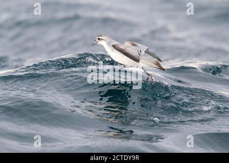fairy prion (Pachyptila turtur), flying over the ocean foraging in flight , New Zealand, Southern Island, Kaikoura Stock Photo
