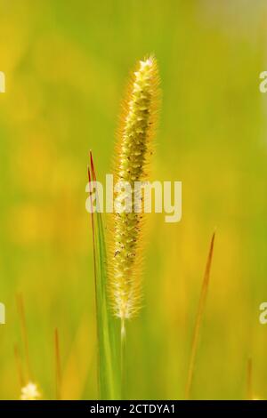 yellow bristle-grass, white foxtail, foxtail, pigeon grass (Setaria pumila, Setaria glauca), panicle, Germany, North Rhine-Westphalia Stock Photo