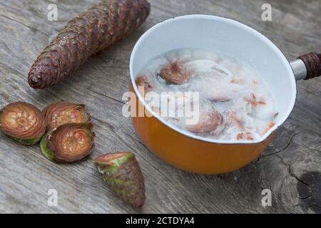 Norway spruce (Picea abies), production oft creme of spruce cones Stock Photo