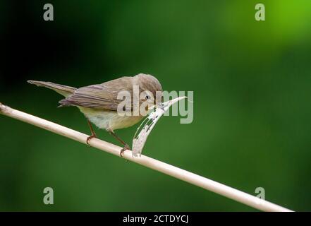 chiffchaff (Phylloscopus collybita), Adult carrying building material to build a nest, Netherlands Stock Photo