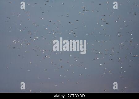 herring gull (Larus argentatus), Super many gulls, including European Herring Gull, hanging in the air, Netherlands Stock Photo