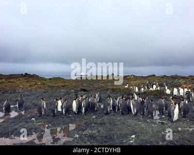king penguin (Aptenodytes patagonicus), gathering on the beach of Macquarie Island, a UNESCO World Heritage Site in the southwest Pacific Ocean, Stock Photo
