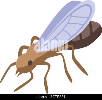 Realistic Illustration of Locust or Grasshopper Insect. Isolated on ...