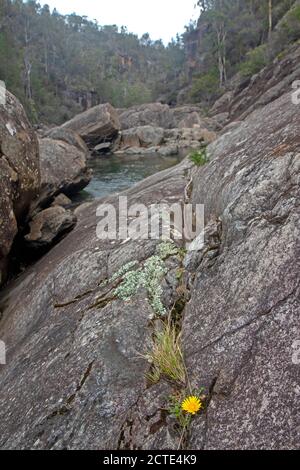 Flower growing from a rock wall in Apsley Gorge, Douglas-Apsley National Park Stock Photo