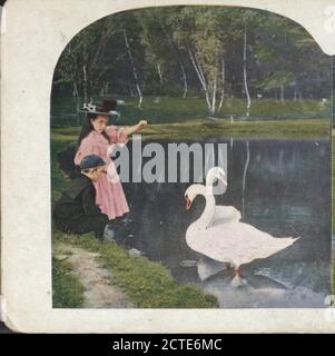 Feeding the swan in the park., Ingersoll, T. W. (Truman Ward) (1862-1922), 1898, New York (State), New York (N.Y.), New York, Central Park (New York, N.Y.), Manhattan (New York, N.Y Stock Photo