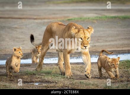 Lioness mother and her three baby lions crossing a small river in Ngorongoro in Tanzania