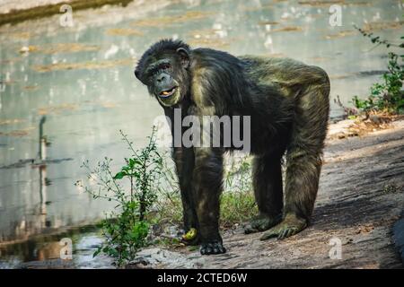 Young gigantic male Chimpanzee standing on near water pond and looking at the camera. Chimpanzee in close up view with thoughtful expression. Monkey & Stock Photo