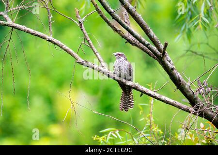 Bird - Asian Koel female on forest tree branch Stock Photo