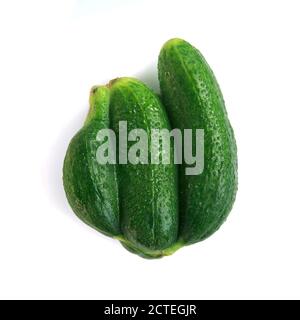 Ugly cucumbers isolated on a white background. Trendy vegetables concept. Food waste from supermarket. Cucumber as Siamese twins. GMO and organic plan Stock Photo