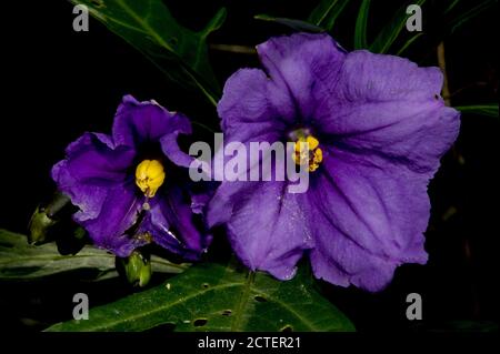 Kangaroo Apple - Australian native shrub with beautiful purple flowers in Spring, followed by an orange edible fruit. Stock Photo