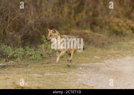 Adult golden jackal hopping towards the thickets at Jhirna zone of Corbett National Park, Uttarakhand, India Stock Photo