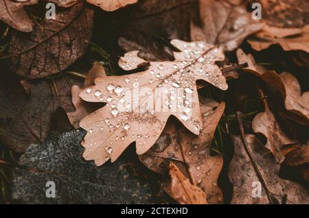 Wet oak leaves lay on the ground in autumn Stock Photo - Alamy