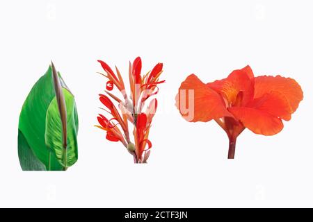 red Canna flowers isolated on white background Stock Photo