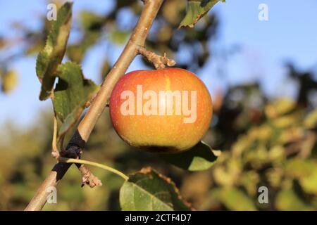 Ripe apple hanging on a tree Stock Photo