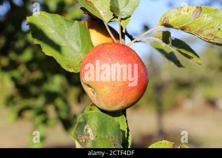 Ripe apple hanging on a tree Stock Photo