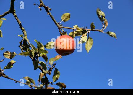 Ripe apple hanging on a tree Stock Photo