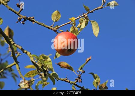 Ripe apple hanging on a tree Stock Photo