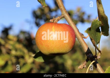 Ripe apple hanging on a tree Stock Photo