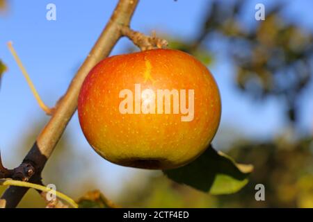 Ripe apple hanging on a tree Stock Photo