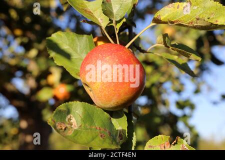 Ripe apple hanging on a tree Stock Photo