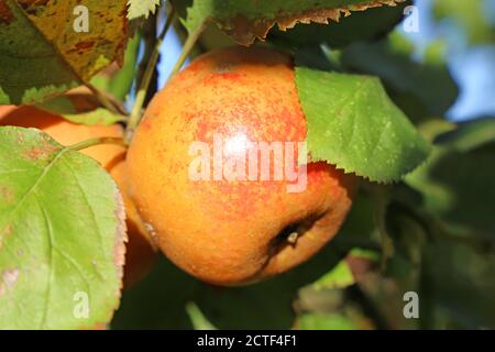 Ripe apple hanging on a tree Stock Photo
