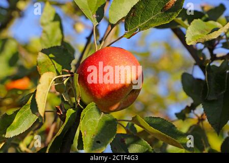 Ripe apple hanging on a tree Stock Photo