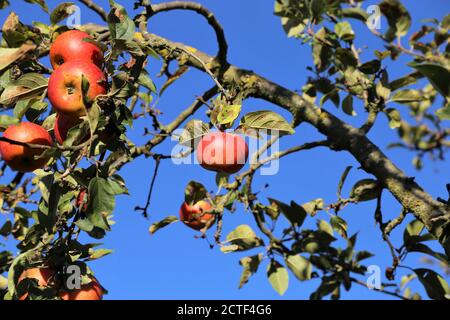 Ripe apple hanging on a tree Stock Photo