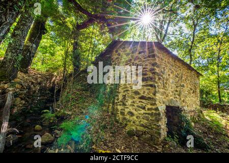 Antique vintage waterwheel under starry sun behind the trees Stock Photo