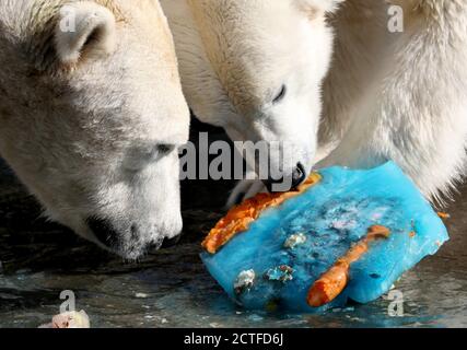 Rostock, Germany. 22nd Sep, 2020. The polar bears Akiak (l) and Noria nibble on their ice bombs in the polarium with fruits and fish, which they received for the second birthday of the institution. More than 1.3 million people have visited the new home of the polar bears and penguins at Rostock Zoo in the past two years. Credit: Bernd Wüstneck/dpa-Zentralbild/ZB/dpa/Alamy Live News Stock Photo