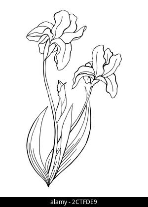 Iris flower graphic black white isolated sketch illustration set vector ...