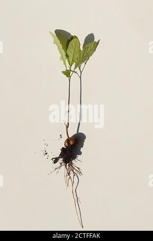Young mango plant growing from seed with a stem, roots and green leaves isolated on white background. Netherlands, September. Stock Photo