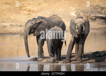 Three young elephants standing at the edge of river drinking water in Kruger National Park in South Africa Stock Photo