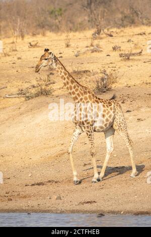 Vertical portrait of a thirsty giraffe coming to drink in Kruger Park in South Africa Stock Photo