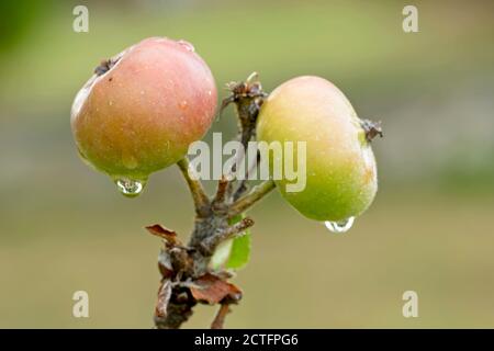 Green and red apples with rain drops ripening on tree Stock Photo