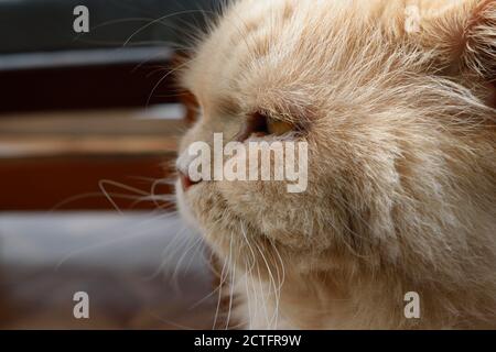 Rescue Cat with Swollen Gums from Gum Disease Stock Photo