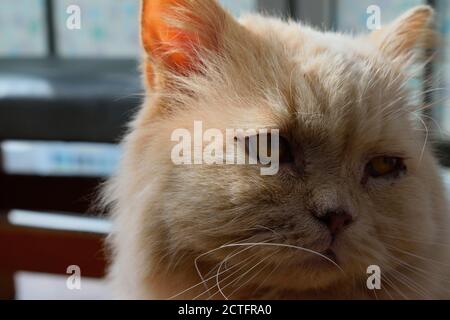 Rescue Cat with Swollen Gums from Gum Disease Stock Photo