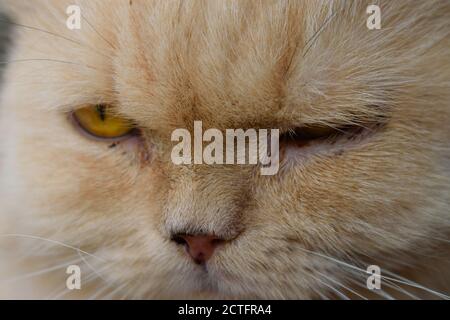 Rescue Cat with Swollen Gums from Gum Disease Stock Photo