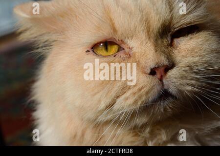 Rescue Cat with Swollen Gums from Gum Disease Stock Photo