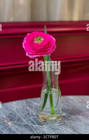 Ranunculus asiaticus or Persian buttercup. Blooming tender Pink flower in glass vase on marble table. Stock Photo