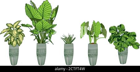 Alocasia, Dieffenbachia, Strelitzia and Haworthia. Houseplant collection in a pot isolated on white background. Home flowers clipart. Stock Vector
