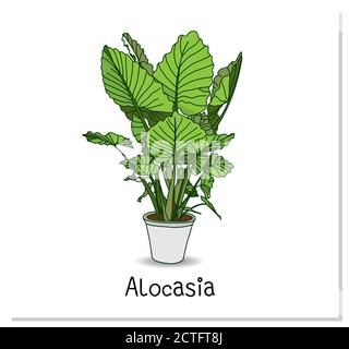 Alocasia. Indoor potted plant isolated on white background. Home flowers clipart. Stock Vector