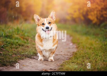 Portrait happy corgi dog in park, smiling on background of autumn forest