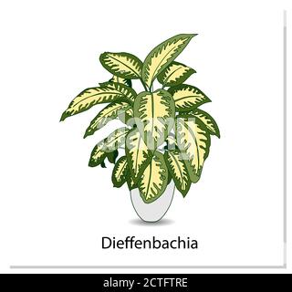 Dieffenbachia. Indoor potted plant isolated on white background. Home flowers clipart. Stock Vector