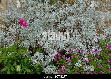 Cineraria Senecio 'Silver Dust' withvcontrasting Dahlia in aflower border Stock Photo